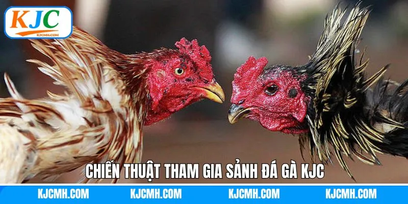 Chia sẻ kinh nghiệm để chinh phục sảnh đá gà KJC