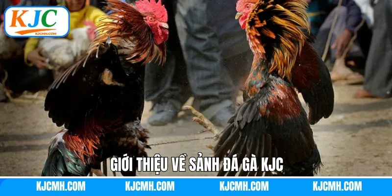 Giới thiệu một vài thông tin cơ bản về chuyên mục đá gà của KJC
